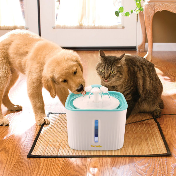 Can Cats And Dogs Can Drink The Same Water Bowl